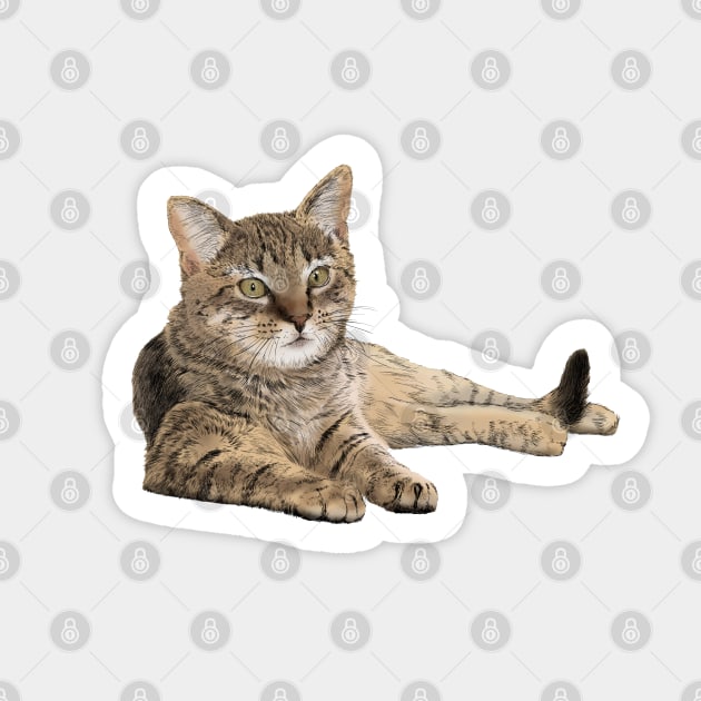 Katze Sticker by sibosssr